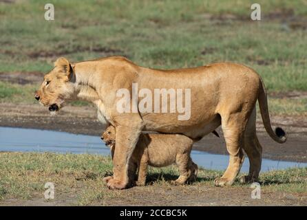 Female lioness and her baby lion cub standing together near the river in sunlight full body side view in Ndutu Ngorongoro Conservation Area in Tanzani Stock Photo