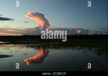Summer clouds over Hole-in-the-Donut habitat restoration project in Everglades National Park, Florida at sunset. Stock Photo