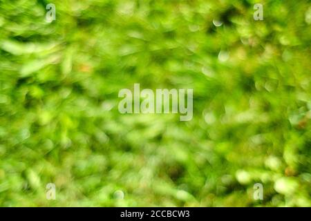 Blurry background of tree leaves in summertime. Stock Photo