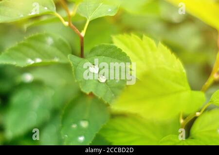 Water dew on the leaves of the bush in summertime. Stock Photo