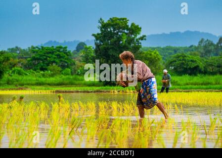 Planting Rice in Nakhon Nayok, Thailand Stock Photo