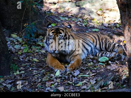 Sumatran tiger resting in a bed of leaves Stock Photo