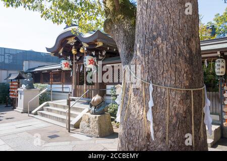 Japanese sacred tree in kyoto shinto shrine - Shimenawa no Shide Stock ...
