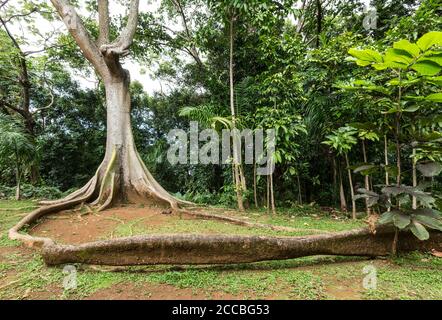 A long, curving root of a Ceiba or Kapok buttress tree, Ceiba pentandra, in El Yunque National Forest, Puerto Rico. Stock Photo