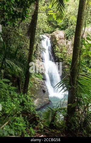 La Mina Falls or Cascada la Mina in the rainforest of El Yunque National Forest in Puerto Rico. Stock Photo