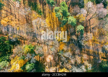 aerial view of colorful forest in autumn with road surrounded by yellow trees Stock Photo