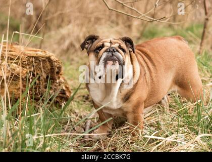 Red English Bulldog out for a walk standing on grass in Autumn Stock Photo