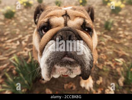 wide angle close up of Red English Bulldog in red harness with tongue out for a walk sitting on ground Stock Photo