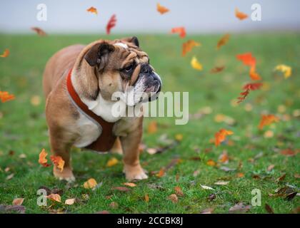 Red English Bulldog out for a walk on green grass in Autumn Stock Photo