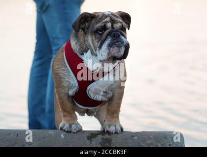 Red English Bulldog out for a walk against lake Stock Photo