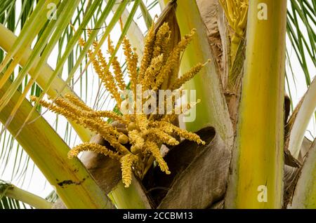 Coconut Palm Inflorescence Stock Photo