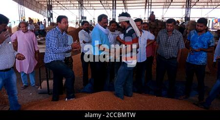 DISTRICT KATNI, INDIA - AUGUST 07, 2019: Indian farmers selling wheat seeds at huge stock at government of india godown, place for selling agriculture Stock Photo