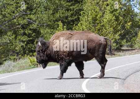 American Bison crossing road in Yellowstone National Park Stock Photo