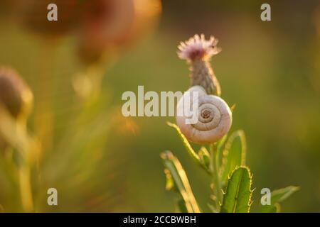 White snail shell on the green leaf in the garden Stock Photo