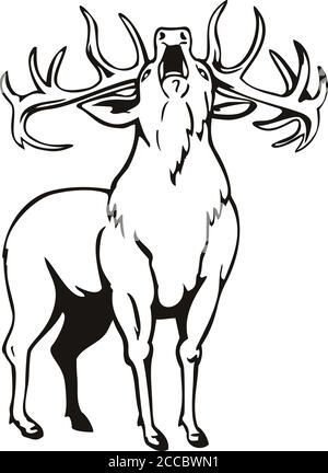 Stencil illustration of A red deer Cervus elaphus, one of the largest deer species, roaring viewed from front on isolated background done in black and Stock Vector