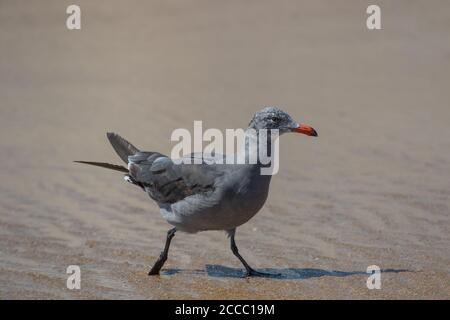 Heermann's Gull ( Larus heermanni ) nonbreeding with red bill, black tip. Newport Beach California . Other names, Goéland de Heermann Gaviota Mexicana Stock Photo