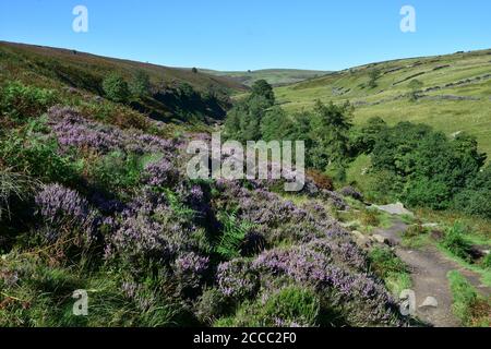 Heather on Haworth Moor, Bronte Country, Haworth Moor, West Yorkshire Stock Photo