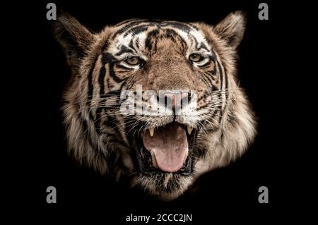 Fine art image of ranthambore wild male tiger at ranthambore national park rajasthan india Stock Photo