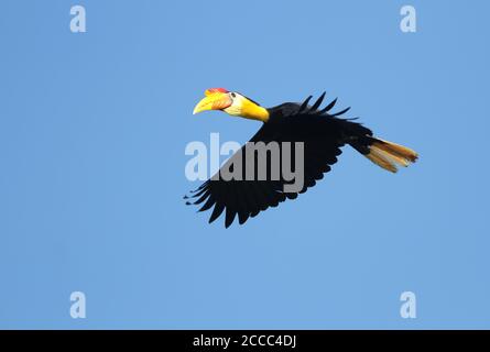 Wrinkled Hornbill (Rhabdotorrhinus corrugatus), also known as Sunda wrinkled hornbill, in flight over Kinabatangan on Sabah, Borneo Malaysia. Stock Photo