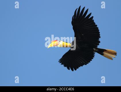 Wrinkled Hornbill (Rhabdotorrhinus corrugatus), also known as Sunda wrinkled hornbill, in flight over Kinabatangan on Sabah, Borneo Malaysia. Stock Photo