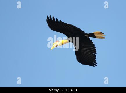 Wrinkled Hornbill (Rhabdotorrhinus corrugatus), also known as Sunda wrinkled hornbill, in flight over Kinabatangan on Sabah, Borneo Malaysia. Stock Photo