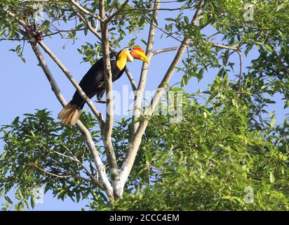 Wrinkled Hornbill (Rhabdotorrhinus corrugatus), also known as Sunda wrinkled hornbill, perched in huge riverside fif tree along the Kinabatangan river Stock Photo