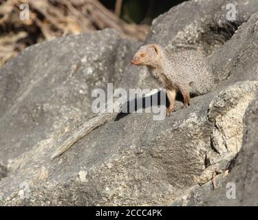 Indian grey mongoose or Common grey mongoose (Herpestes edwardsi) in the mountains of India Stock Photo
