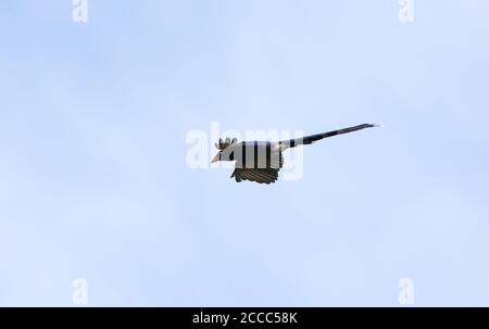 Taiwan Blue Magpie (Urocissa caerulea) flying overhead. Also called Formosan Blue Magpie Stock Photo
