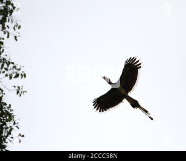 Critically Endangered Helmeted Hornbill (Rhinoplax vigil) flying over canopy of tropical lowland rain forest of Danum valley, Sabah, Borneo Malaysia. Stock Photo