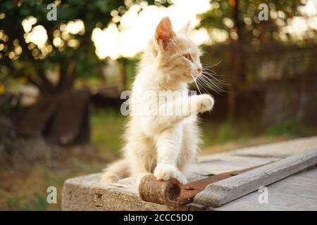kitten waving