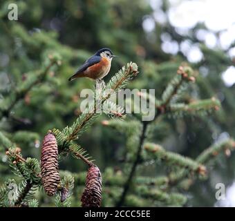 Adult Przevalski's Nutchatch (Sitta przewalskii) sitting on a pine tree branch in forest on edge of the Tibetan plateau in Sichuan, China. Stock Photo