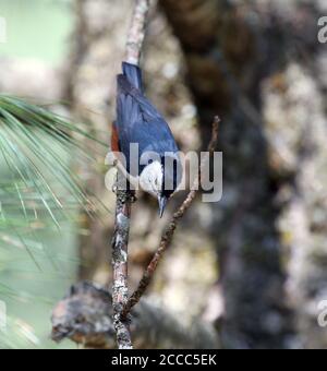 White-cheeked Nuthatch (Sitta leucopsis) in montane forest in northern India. Stock Photo