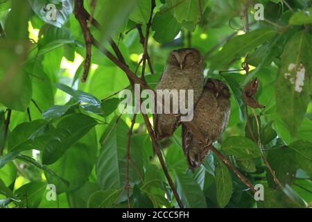 Andaman scops owl (Otus balli) two perched in a tree during daytime Stock Photo