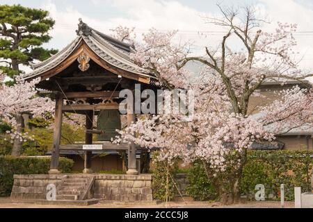 kyoto-japan-cherry-blossom-at-