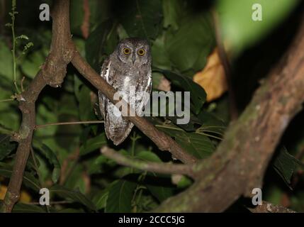 Walden's Scops Owl (Otus sunia ssp. modestus) perched at night Stock Photo