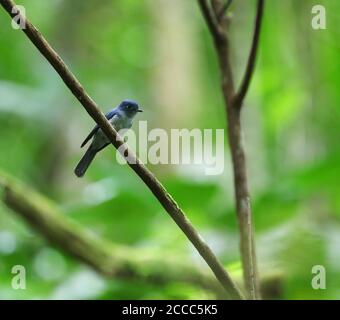 Cerulean paradise flycatcher Stock Photo - Alamy