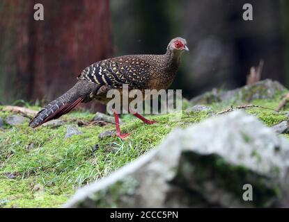 Female Swinhoe’s Pheasant (Lophura swinhoii) in Taiwan. Walking on the montane forest floor. Also known as the Taiwan blue pheasant, Stock Photo