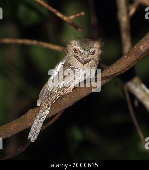 Sri Lanka Frogmouth (Batrachostomus moniliger) perched on a branch during the night at Thetakad, Western Ghats, India. Looking down for possible prey. Stock Photo