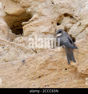 Sand Martin / Bank Swallow / Uferschwalbe ( Riparia riparia) resting at the entrance of its nest hole in a sand cliff of a river bank, watching, wildl Stock Photo