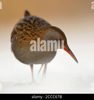 Water Rail / Wasserralle  (Rallus aquaticus ) in winter, permanent resident, searching for food, threatened, endangered, wildlife, Europe. Stock Photo