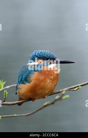 Eurasian Kingfisher / Eisvogel  ( Alcedo atthis ), male, resting, perched on a natural branch with fresh green, break of spring, wildlife, Europe. Stock Photo