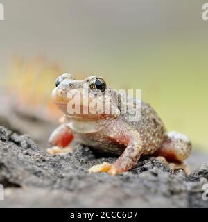 Common Midwife Toad / Geburtshelferkroete ( Alytes obstetricans ), sitting on rocks of an old quarry, frontal side view, detailed shot, Europe. Stock Photo