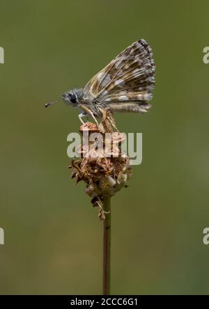 Hungarian or Orbed Red Underwing Skipper (Spialia orbifer) perched on a seedhead Stock Photo