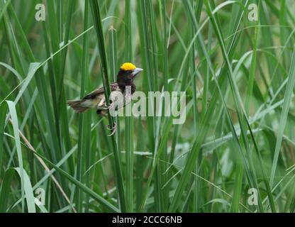 Male Black-breasted Weaver (Ploceus benghalensis) perched in reed bed in India. Also known as the Bengal weaver or black-throated weaver. Stock Photo