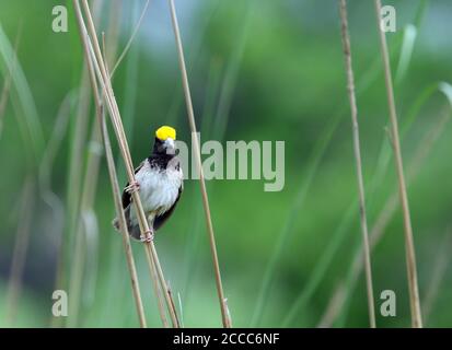 Male Black-breasted Weaver (Ploceus benghalensis) perched in reed bed in India. Also known as the Bengal weaver or black-throated weaver. Stock Photo