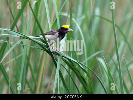 Male Black-breasted Weaver (Ploceus benghalensis) perched in reed bed in India. Also known as the Bengal weaver or black-throated weaver. Stock Photo