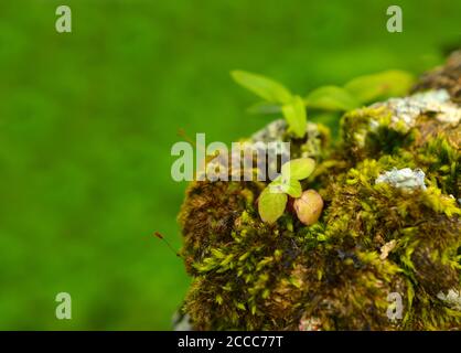 moss or Bryophyta, are small, non-vascular flowerless plants that typically form dense green clumps or mats, often in damp or shady locations. Stock Photo