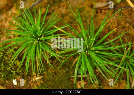 image shows tiny spiral shaped plants on the ground. wen down to the level of molecules and genes, there doesn't seem to be any physical reason Stock Photo