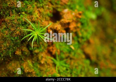 image shows tiny spiral shaped plants on the ground. wen down to the level of molecules and genes, there doesn't seem to be any physical reason Stock Photo