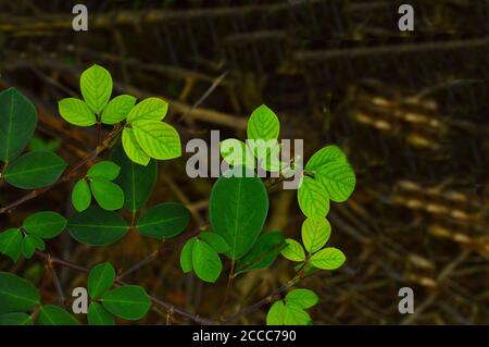 image showing different shades of green on leaves forming a beautiful background. Shows beauty of nature. Stock Photo
